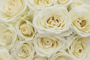 White Roses Drucke: White roses