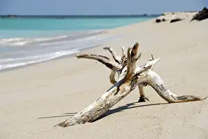 Turquoise Blue Waters Drucke: White sandy beach, tree root washed ashore