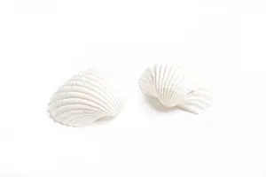 Uninhabited Beachfront Drucke: Two white seashells with textured surfaces positioned on a plain background
