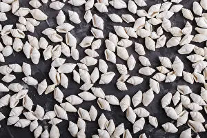 White Seashells Drucke: White small seashells pattern on a black concrete background