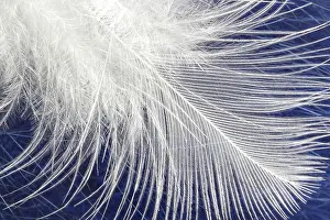 Empty Deserted Nature Scene Drucke: White soft fluffy feather - blurred background