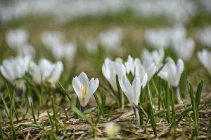 Early Spring Bloomers Drucke: White spring crocus (Crocus vernus) in the Alps