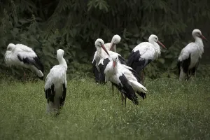 Animals In Natural Habitat Drucke: White storks in a clearing in the wild