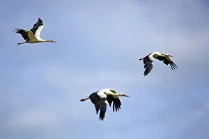 In Flight Bird Photos Drucke: White storks in the flight on a blue sky