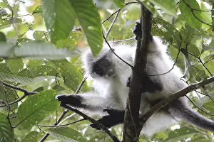 Drucke von Weißschienenspringer, oder Blattaffe, Presbytis siamensis, einzelner Erwachsener schaut nach unten, Fraser's Hill, Bukit Fraser, Malaysia Weißschienenspringer, oder Blattaffe , Presbytis siamensis Bukit Drucke: Weißschienenspringer oder Blattmensch