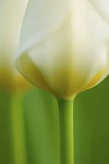 Botanical Images Drucke: White tulips