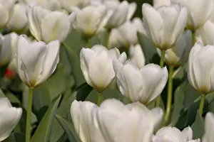Spring Awakening Drucke: White tulips