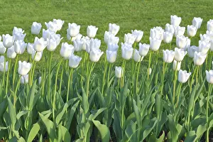 Spring Blooming Flowers Drucke: White tulips