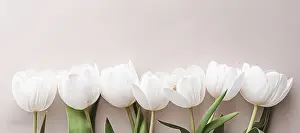 White Tulips Background Drucke: White tulips on beige backdrop