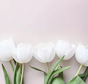 White Tulips Background Drucke: White tulips on beige backdrop