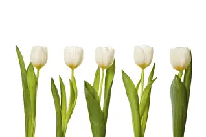 Close Up Flowers Drucke: White tulips in a row