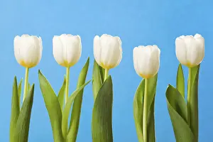 Liliaceae Family Plants Drucke: White tulips in a row