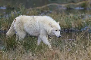 Predator In Nature Drucke: A white wolf crossing a grassy plain