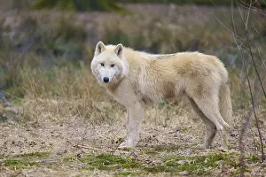 Predator Animal Images Drucke: White wolf looking attentively into the camera