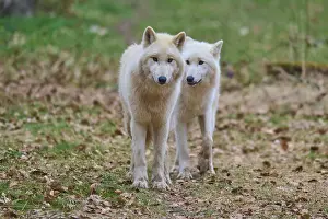 Autumnal Nature Scene Europe Drucke: Two white wolves stand in the grass