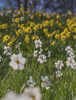 White Daffodils Drucke: White and yellow daffodils