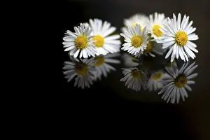 Black Background Drucke: Several white and yellow daises reflected in plain black surface