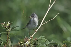 Whitethroat Bird Drucke: Whitethroat (Sylvia communis) with nesting material
