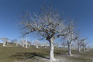 Deciduous Tree Pest Control Drucke: Whitewashed cherry trees against sunlight and pests