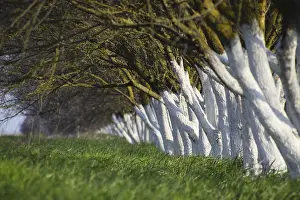 Deserted Green Meadow Drucke: Whitewashed tree trunks along the road
