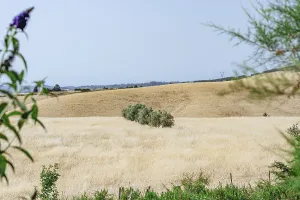 Clear Sky Landscape Drucke: Wide fields with scattered trees under a clear sky
