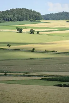 Bavarian Countryside Drucke: Wide fields with single trees under a blue sky