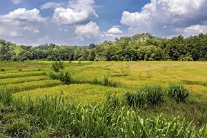 Rice Cultivation Scenery Drucke: Wide green fields under a blue sky with clouds surrounded by forests