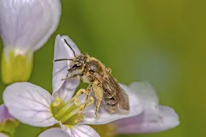Natural Habitat Wildlife Images Drucke: Wild bee, the exact classification based on the picture was not yet possible for me
