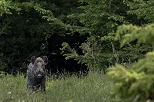 Wildlife In Scandinavia Drucke: When the wild boar (Sus scrofa) devotes its full attention to me