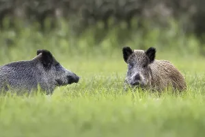 Wildlife Habitat Images Drucke: Wild boars in a clearing, in the wild