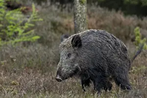 Wildlife In Southern Denmark Drucke: Wild boars (Sus scrofa) must also ease themselves
