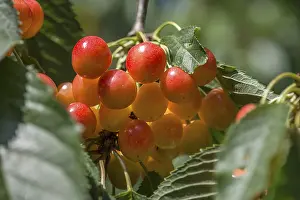 Stone Fruit Europe Drucke: Wild cherries (Prunus avium) on a tree