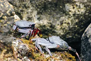 Arthropod Wildlife Drucke: Wild crabs on the rocks