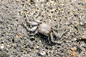 Coastal Area Animals Drucke: Wild crabs on the rocks