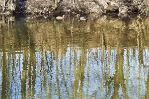 Animal Habitat Drucke: Wild ducks and tree reflection on forest lake on spring day