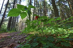 Low Angle Forest View Drucke: Wild forest berry, low angle point of view