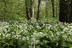 Wild Garlic Forest Drucke: Wild garlic in a forest