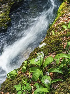Ramson Inflorescence Drucke: Wild Garlic over stream, Devon