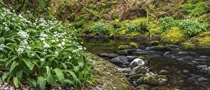 Amaryllidaceae Inflorescence Drucke: Wild Garlic over stream, Devon