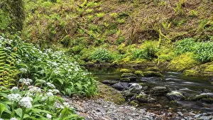 Broad Leaved Garlic Blooms Drucke: Wild Garlic over stream, Devon