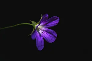 Eastern European Botany Drucke: Wild geranium, Geranium maculatum