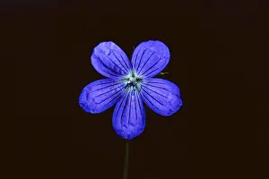 Eastern European Botany Drucke: Wild geranium, Geranium maculatum