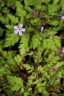Wild Geranium Drucke: Wild geranium (Geranium pusillum)