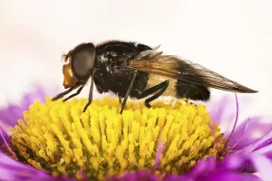 Close Up Flower Shots Drucke: Macro Focus Stacking, Pellucid Fly or Pellucid Hoverflies or Large Pied-hoverfly (Volucella pellucens) on flower