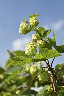 Hemp Family Plants Drucke: Wild Hops (Humulus lupulus)