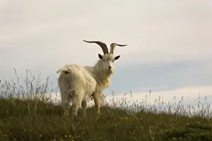 Drucke von In den Hügeln von Llandudno, Wales, leben diese Wilden Kashmir Ziegen in der Großen Orme Bergziege Drucke: Wild Kashmir Ziegen in Great Orme, Llandudno, Wales, Großbritannien