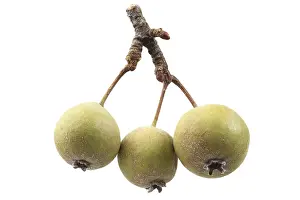 Healthy Fruits Drucke: Wild Pears