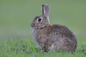 Wild Rabbit Drucke: Wild rabbit (Oryctolagus cuniculus)