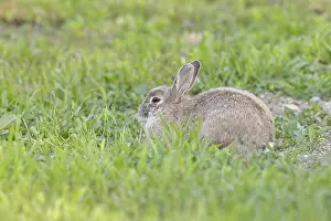 Wild Rabbit Drucke: Wild rabbit (Oryctolagus cuniculus)
