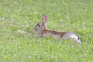 Wild Rabbit Drucke: Wild rabbit (Oryctolagus cuniculus)